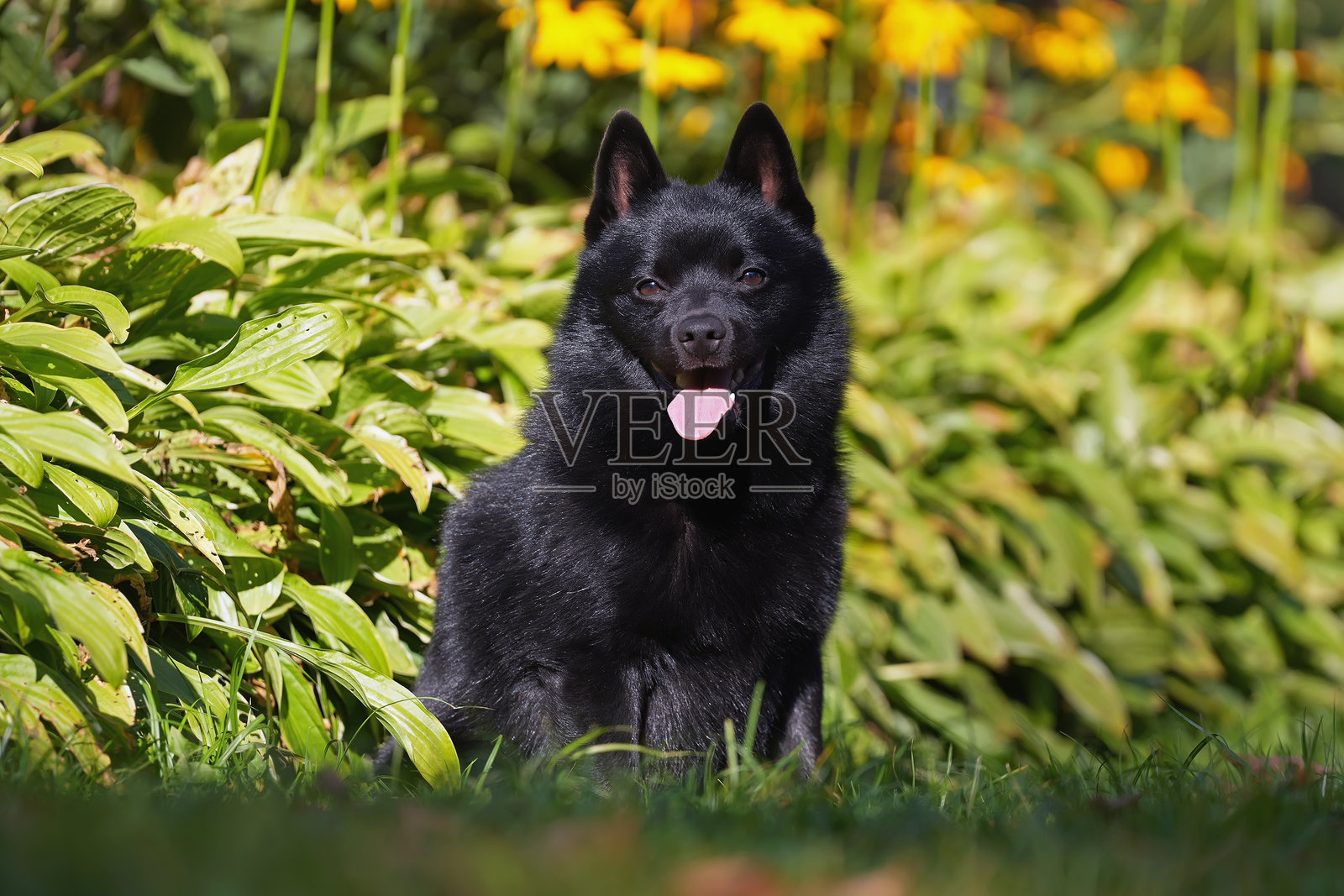 可爱的施基帕犬在夏天的绿草地上摆姿势。照片摄影图片
