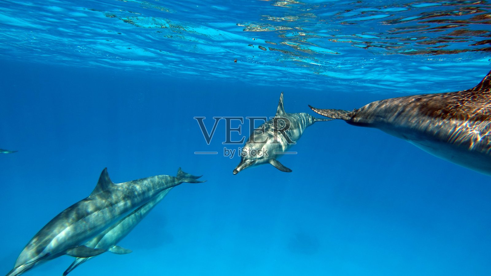 海豚。旋转海豚。照片摄影图片