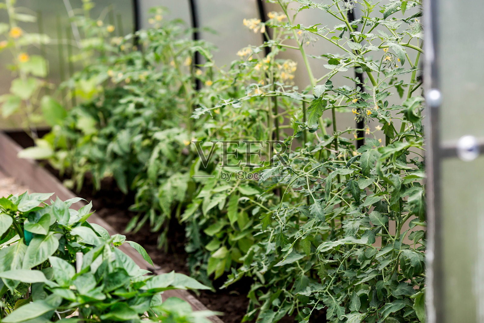 一个由聚乙烯和聚碳酸酯制成的新温室，里面有用木聚合物复合材料制成的新花坛，种植着番茄幼苗。园艺季节。乡村地块上的温室。照片摄影图片