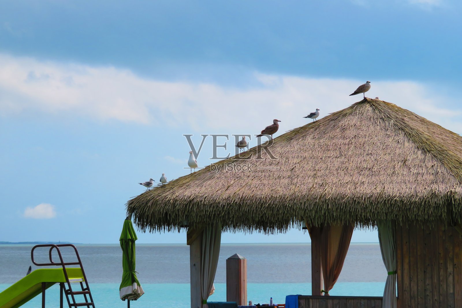 海滩小屋上的海鸟照片摄影图片