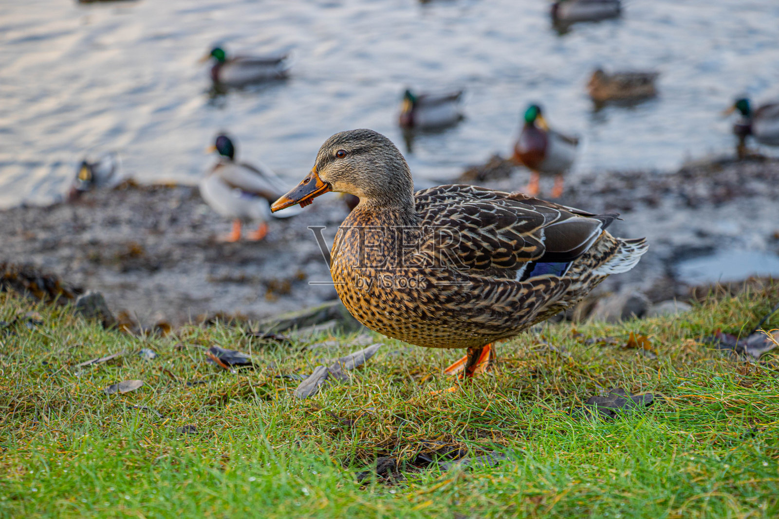 一只母鸭站在草地上，身后是湖泊。照片摄影图片
