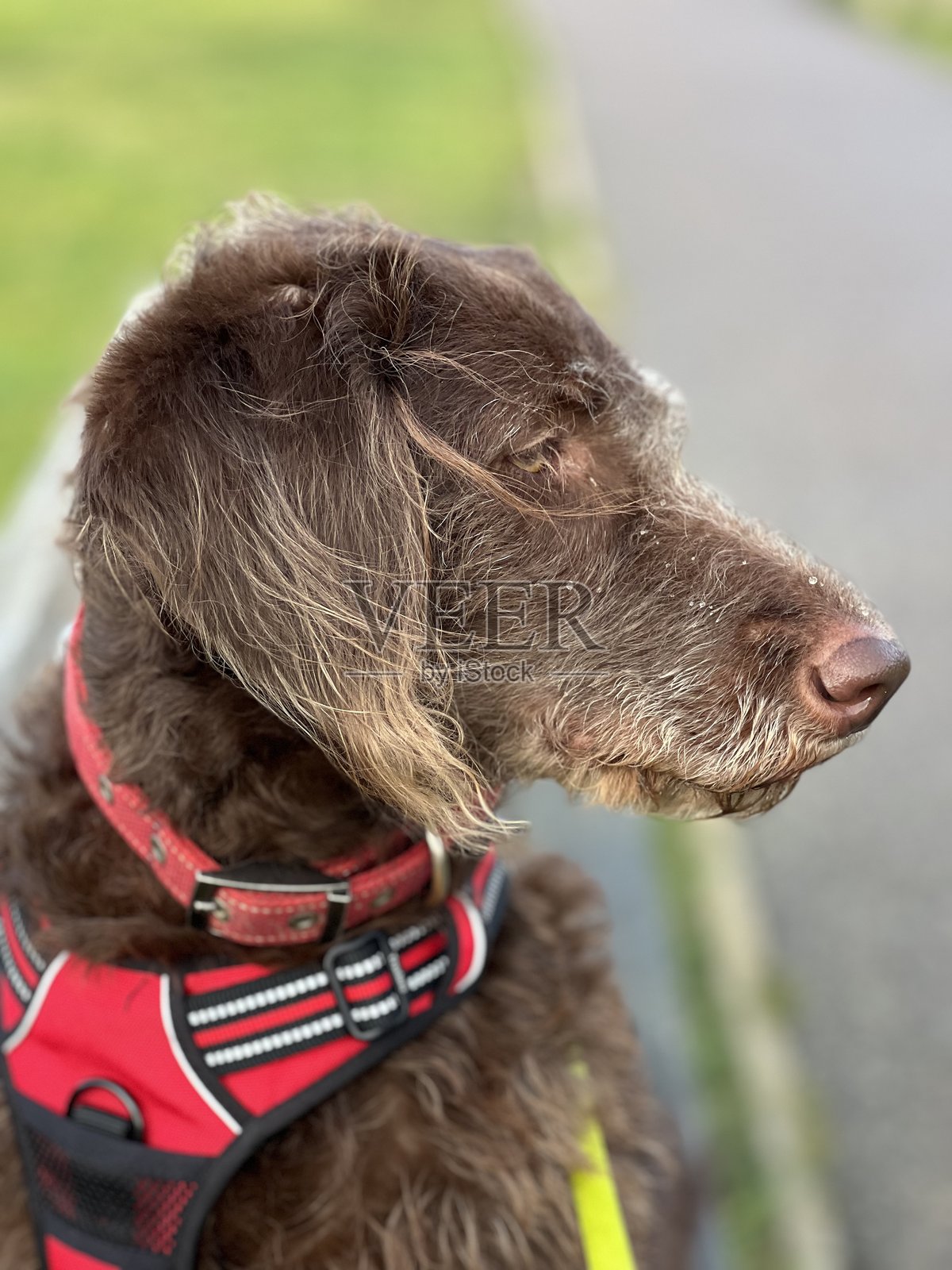 狗的特写镜头照片摄影图片