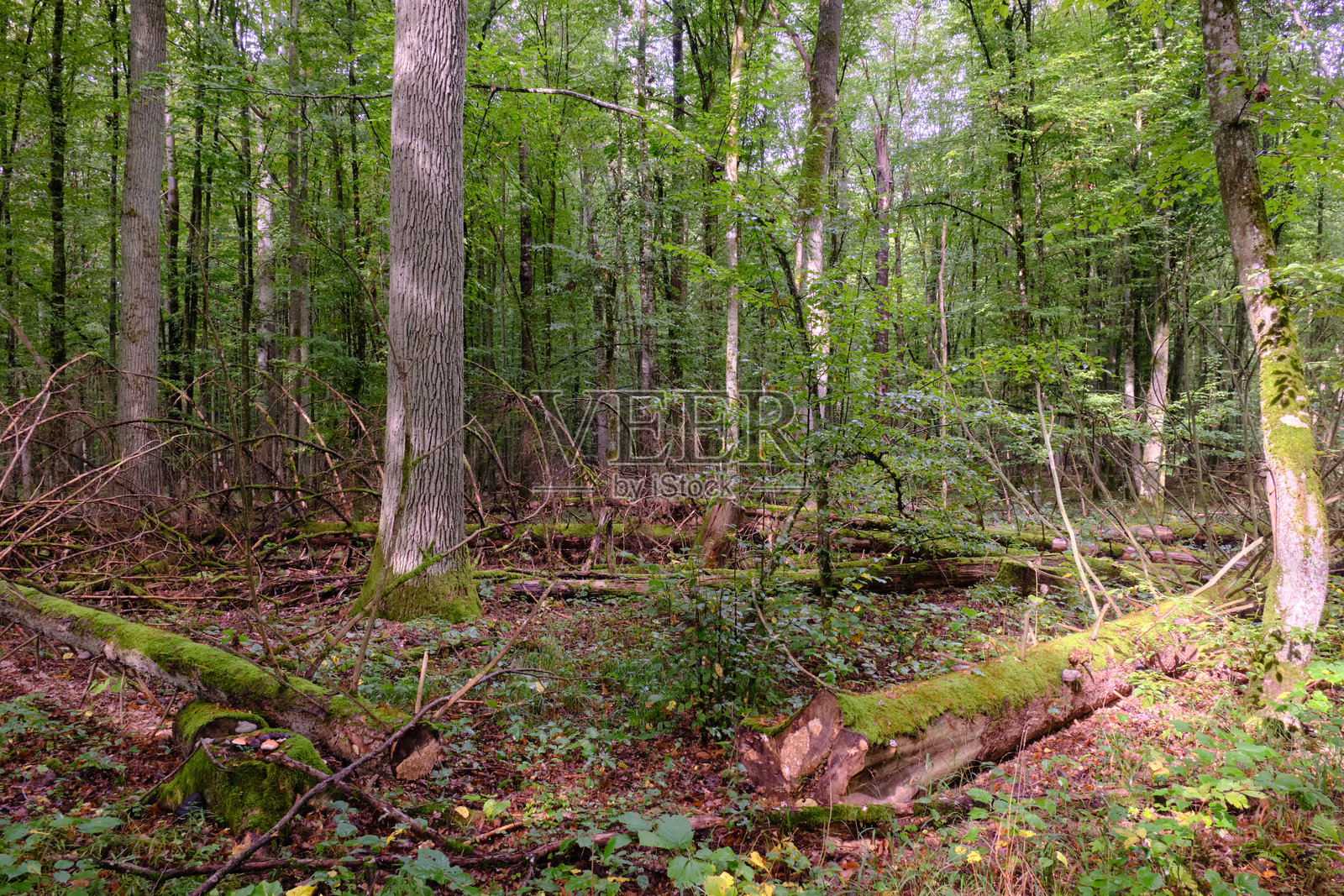 夏季落叶林与一棵破损的老树照片摄影图片