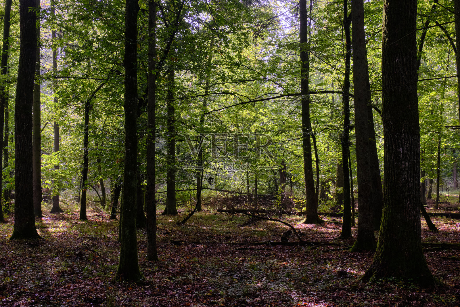 秋季落叶林中的折断树木照片摄影图片