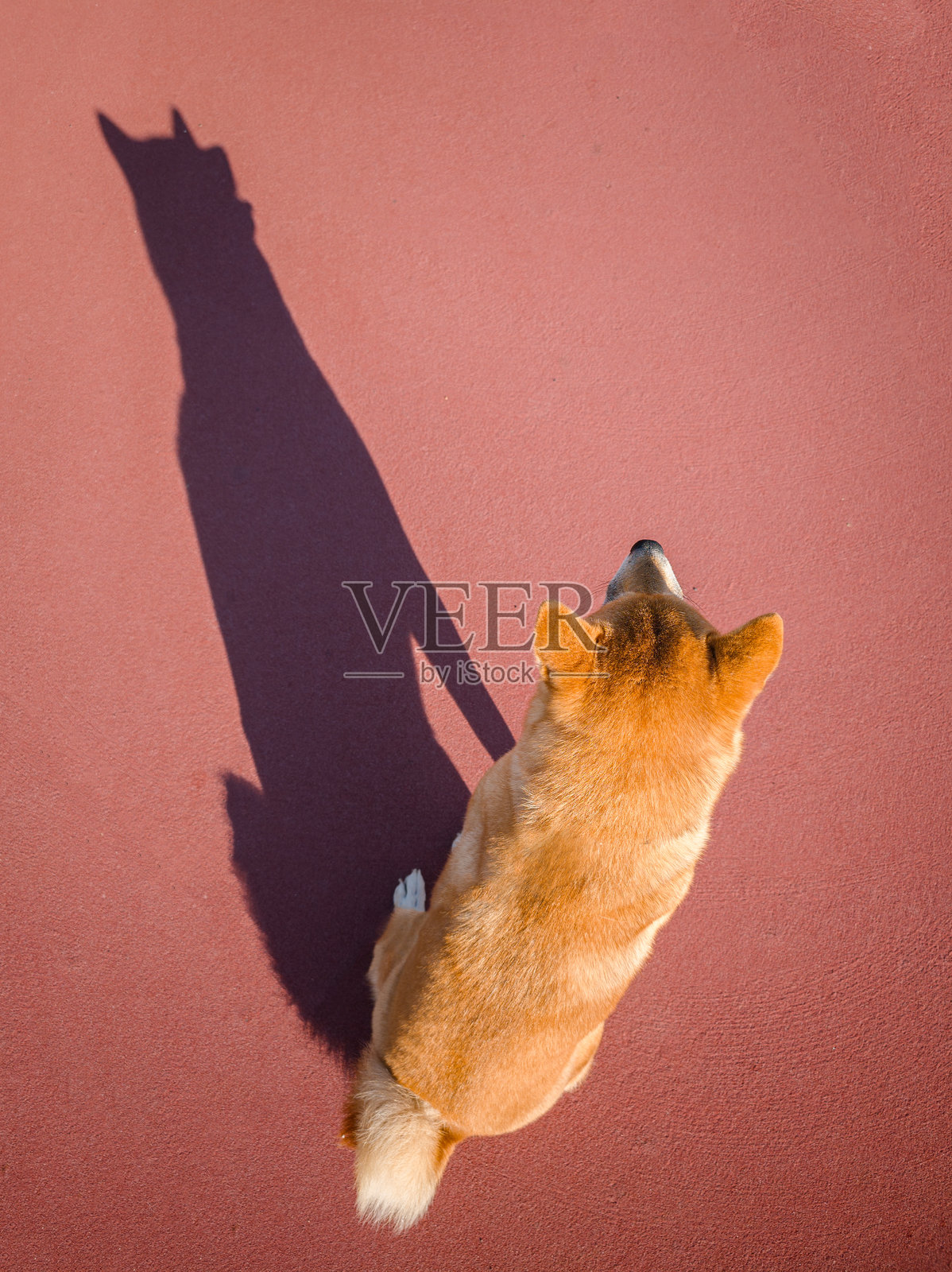 从上方俯视一只柴犬在红色沥青上投下有趣的影子。照片摄影图片