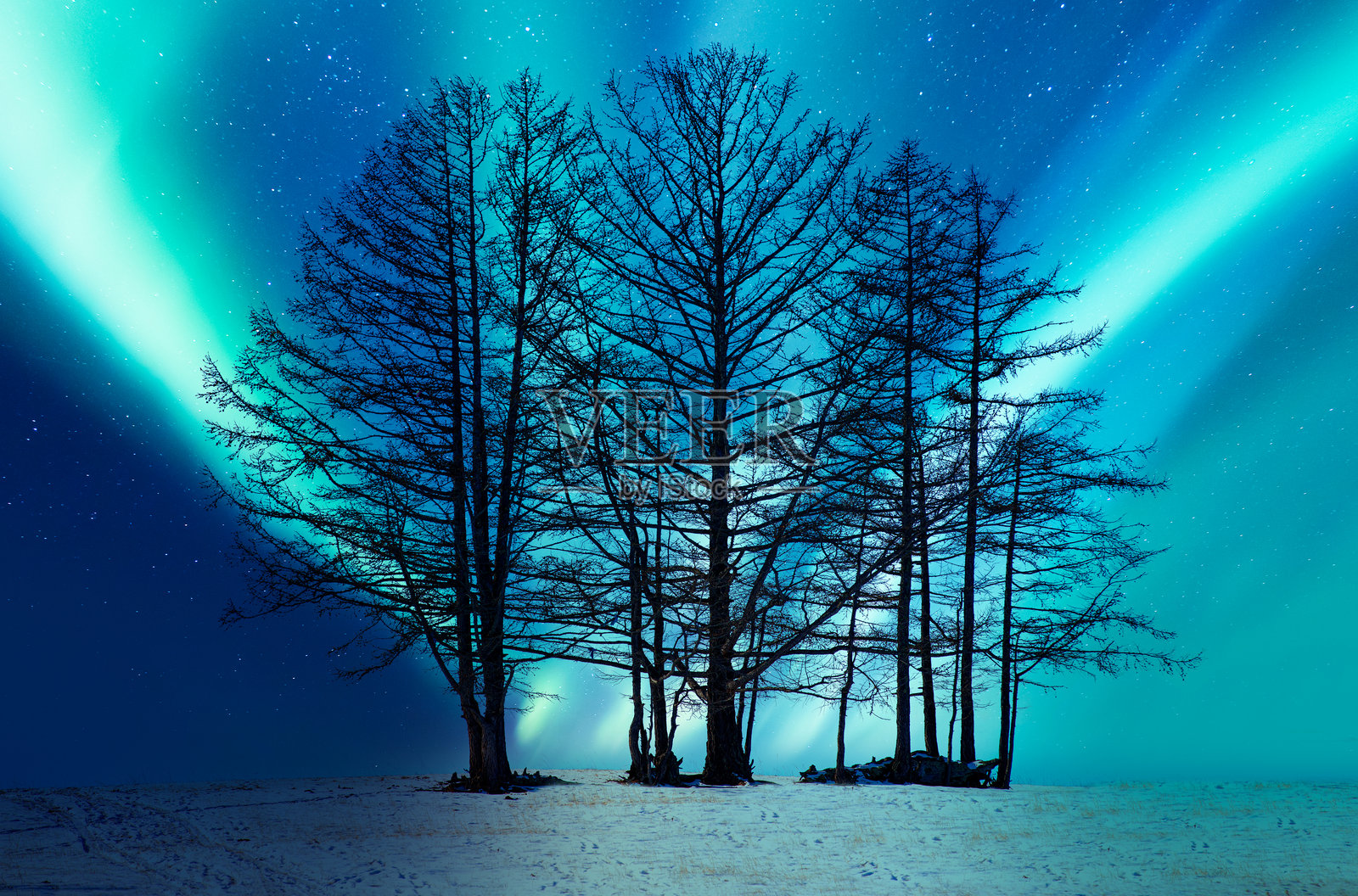 北极光或极光在天空中，一群枯树在前景 - 特罗姆瑟，挪威照片摄影图片