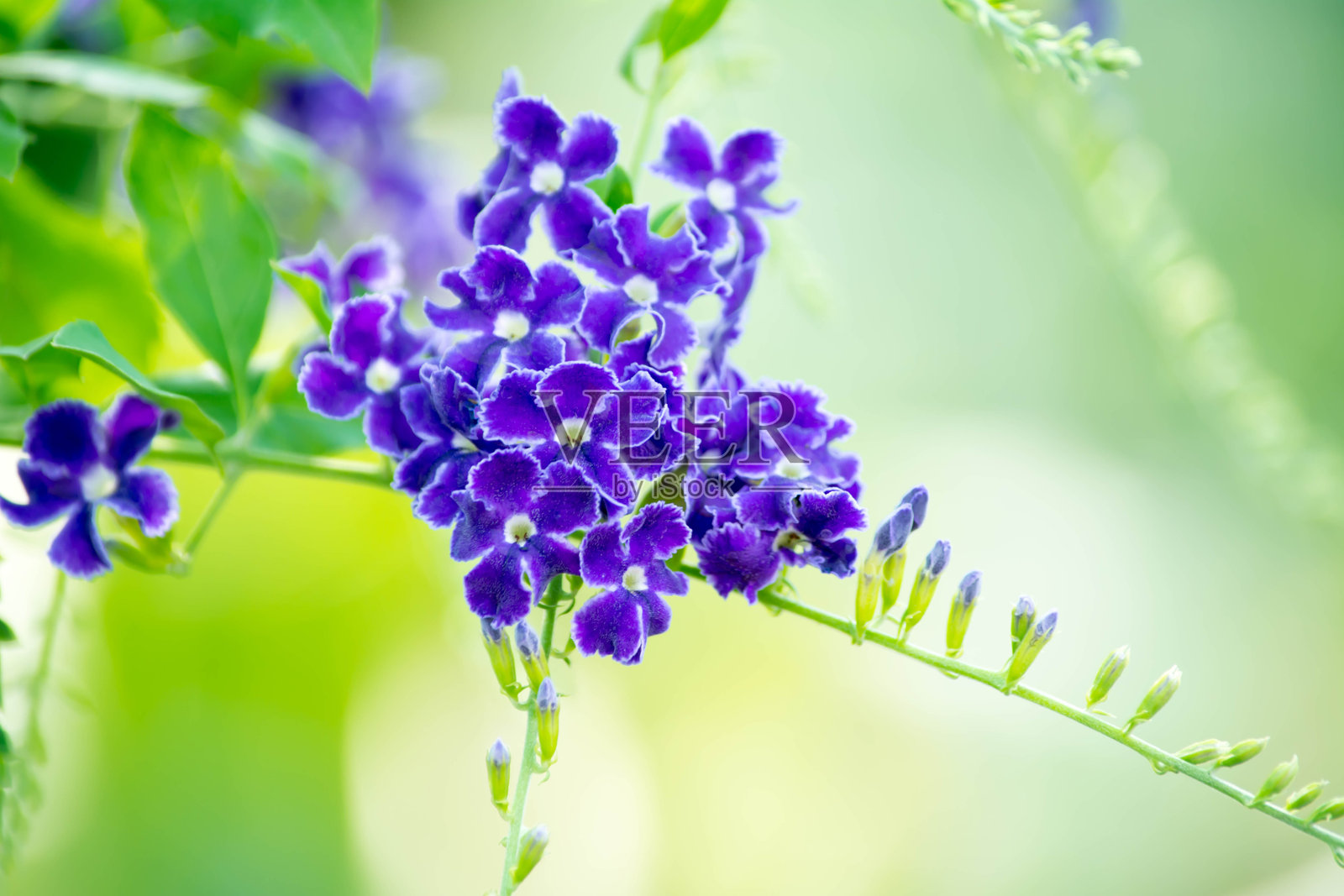 蓝色花朵，花园里的小树照片摄影图片