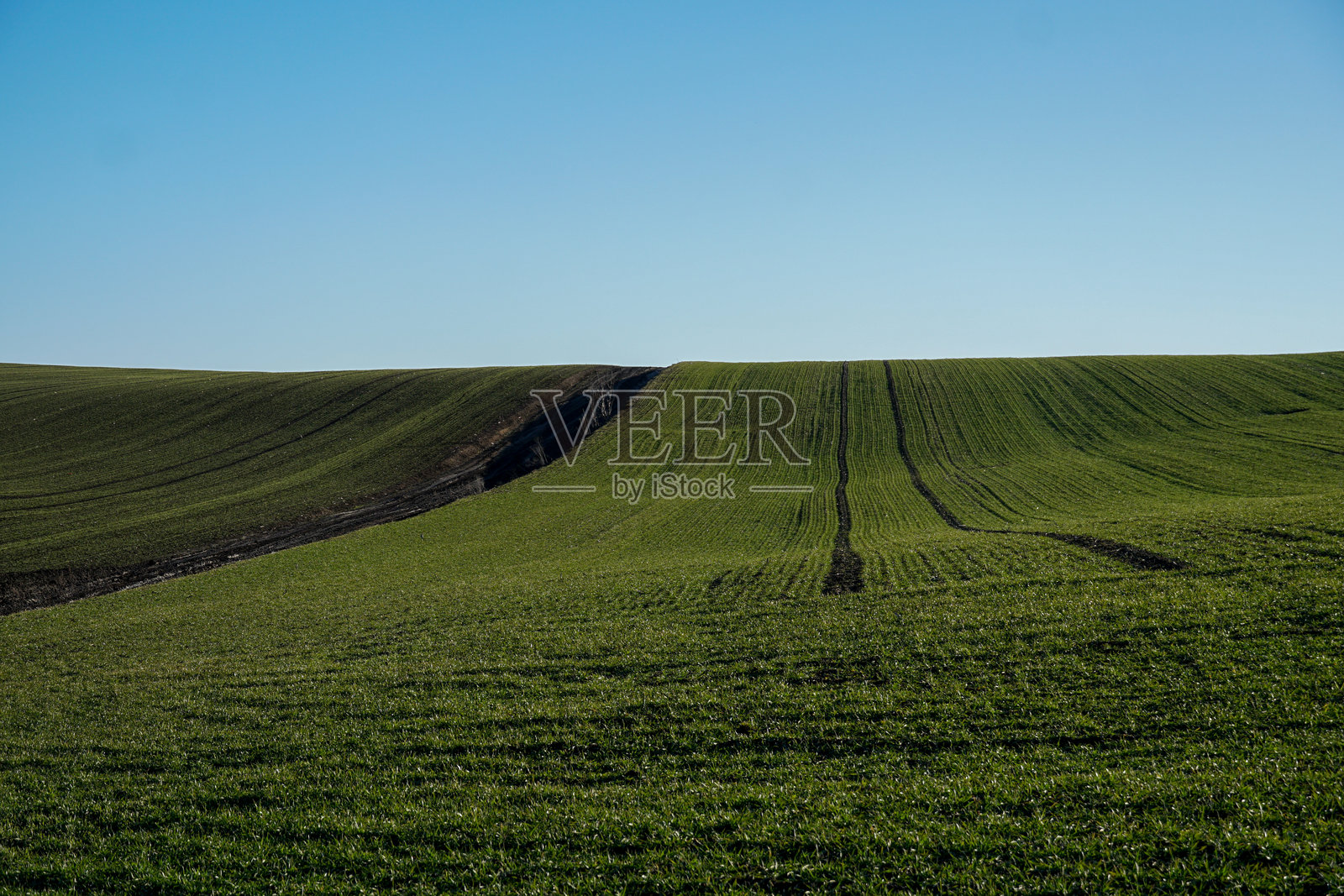 绿色小麦在起伏的农田中发芽照片摄影图片