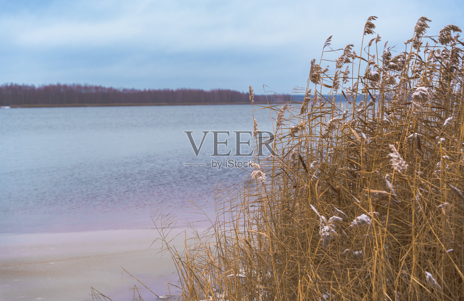 雪覆盖的湖岸，干枯的芦苇在阴云密布的冬季天空下照片摄影图片