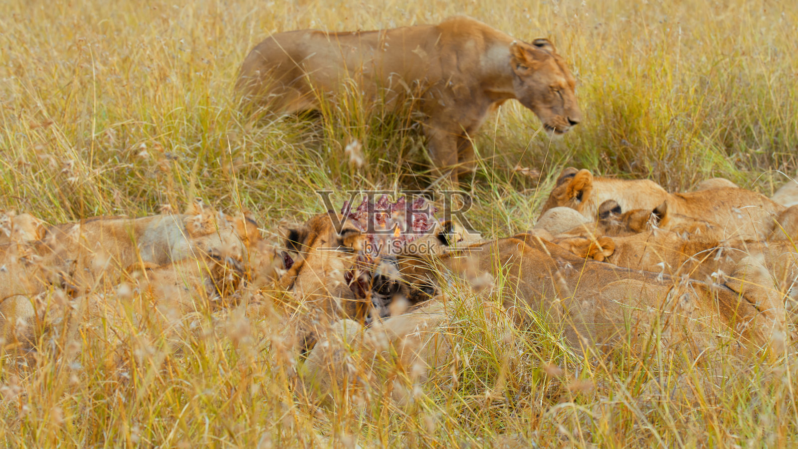 马赛马拉的狮群盛宴照片摄影图片