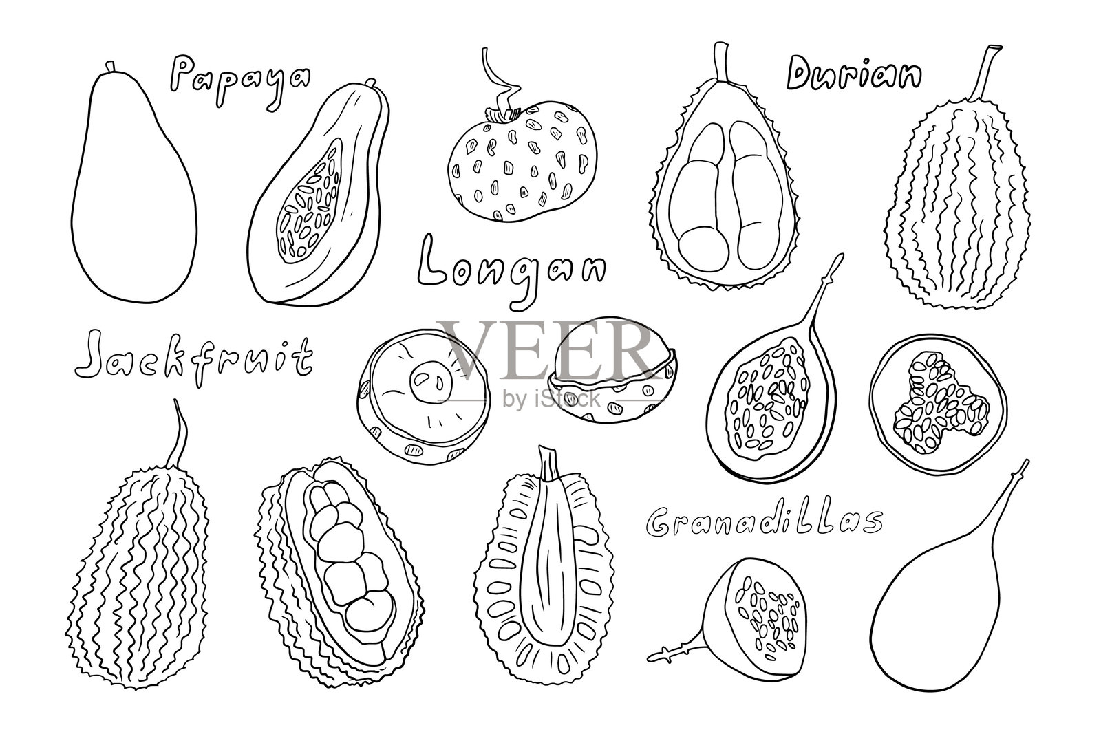 热带和异国水果的涂鸦风格组合。龙眼、菠萝蜜、木瓜、榴莲、石榴。矢量插图。手绘。插画图片素材