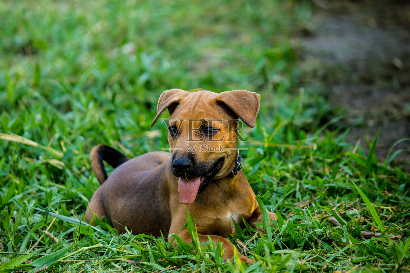 花园里的狗照片摄影图片