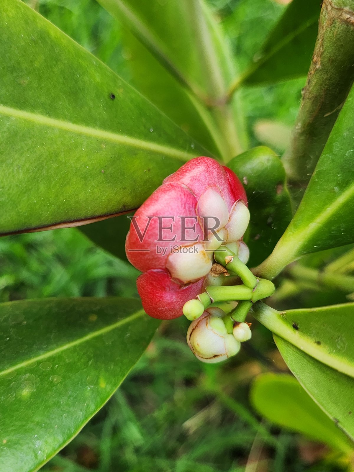 Clusia花（Clusia sp.）的底面展示了花瓣和雄蕊的独特视角，突显了蜡质的质感和其结构的复杂性，以及帮助分泌花蜜的小腺体的细节。照片摄影图片