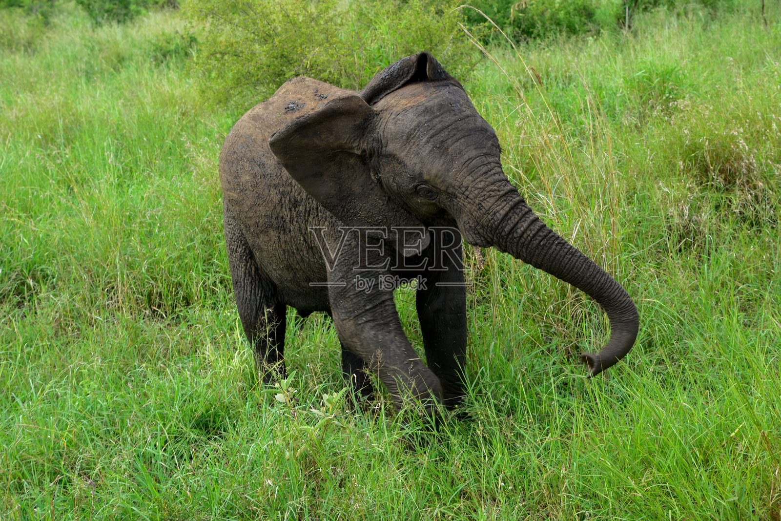 小象（非洲象）摇头 - 克鲁格国家公园，南非照片摄影图片