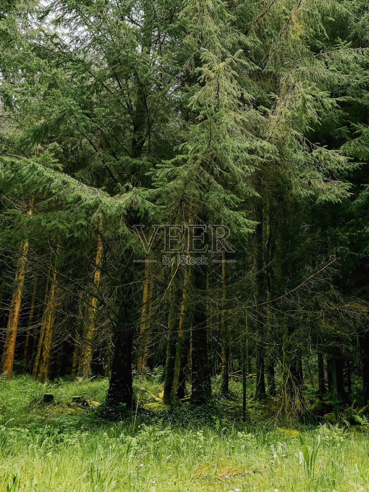 一片茂密的高大绿树森林。阳光透过树叶洒下，照亮了林下植被。宁静而安详的氛围邀请人们探索。照片摄影图片