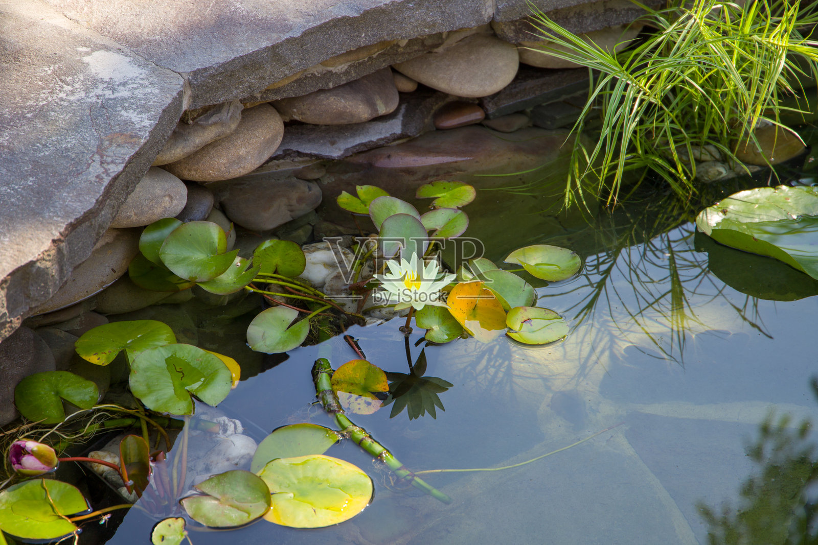 池塘中的睡莲，背景有石头和植物照片摄影图片