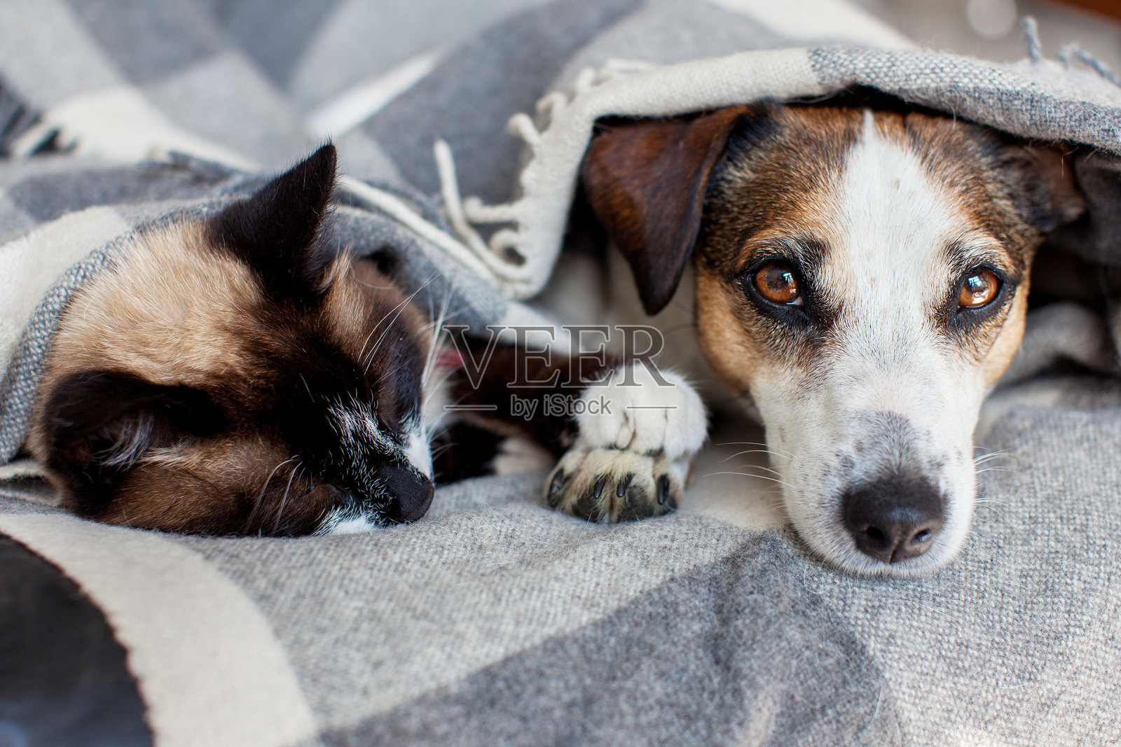 狗和猫一起睡觉照片摄影图片
