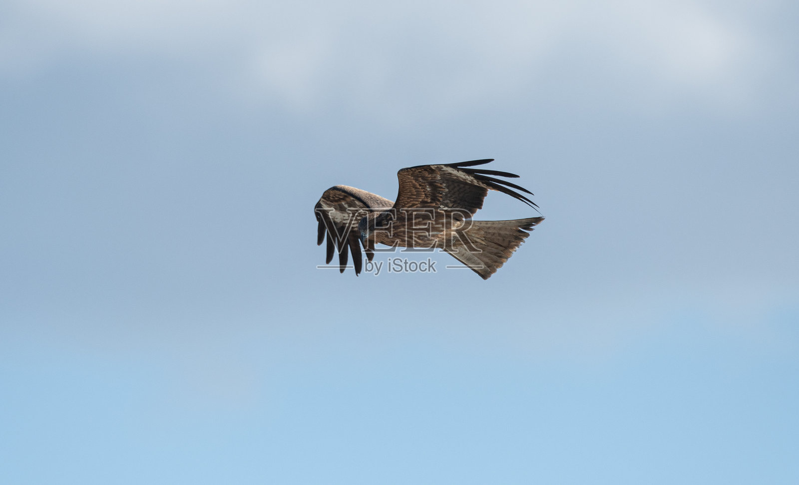 一只酷炫的黑色风筝在天空中飞翔照片摄影图片