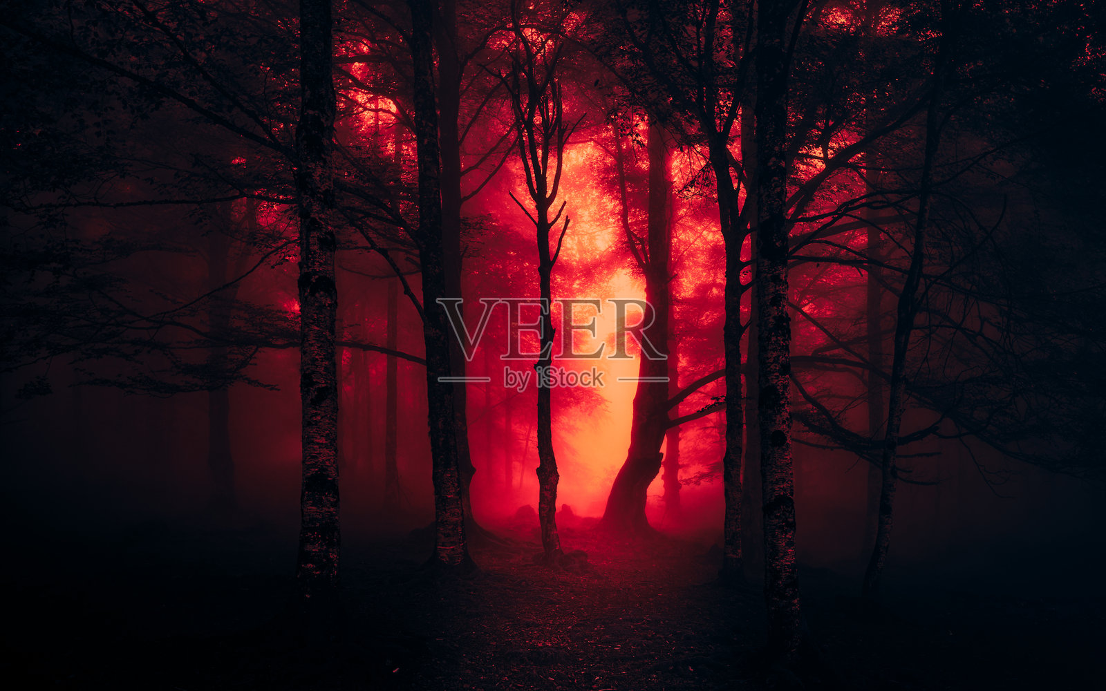 神秘的红色和黑暗森林中的雾气弥漫的夜晚。照片摄影图片