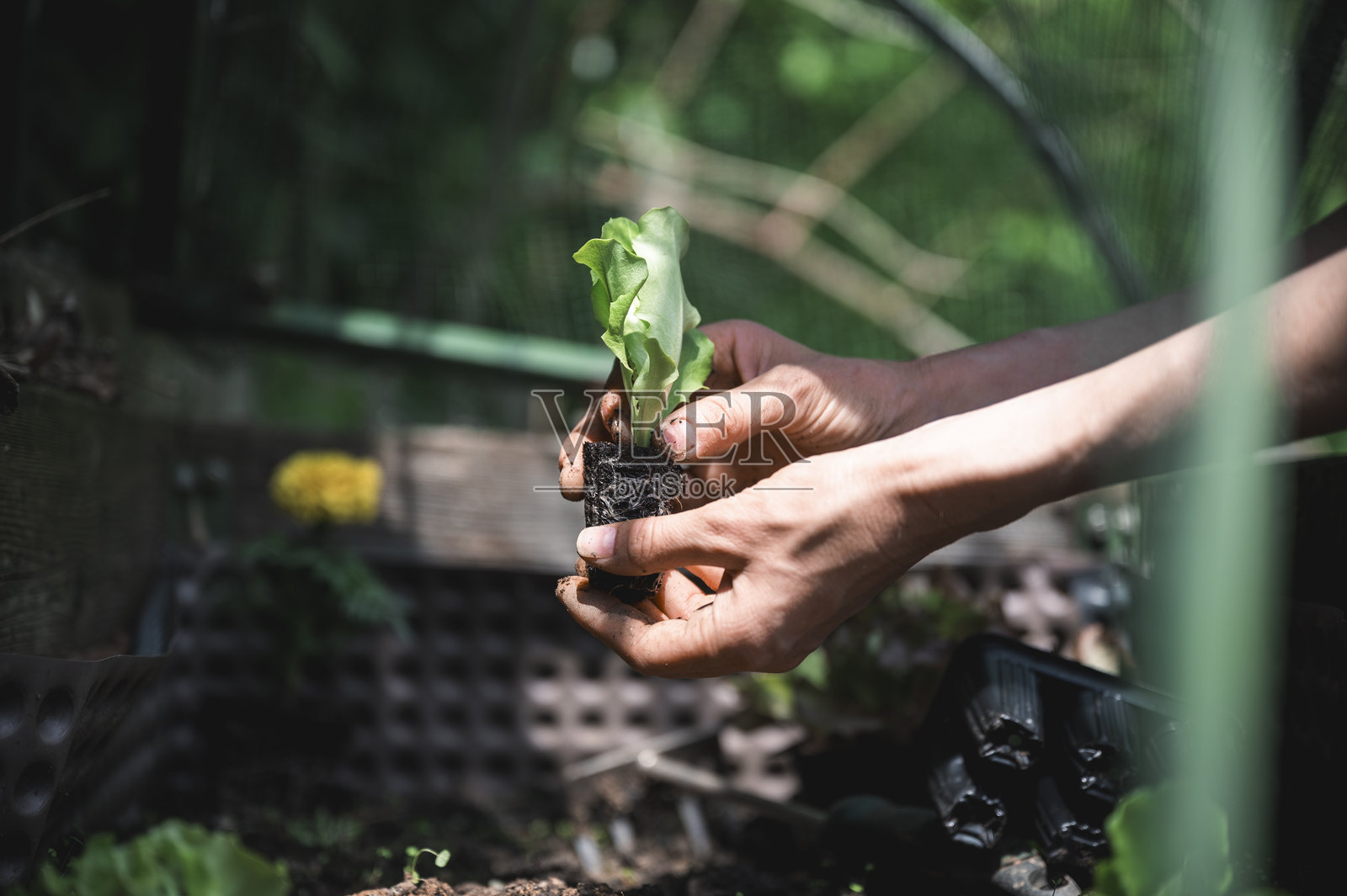 培育成长，种植幼苗照片摄影图片