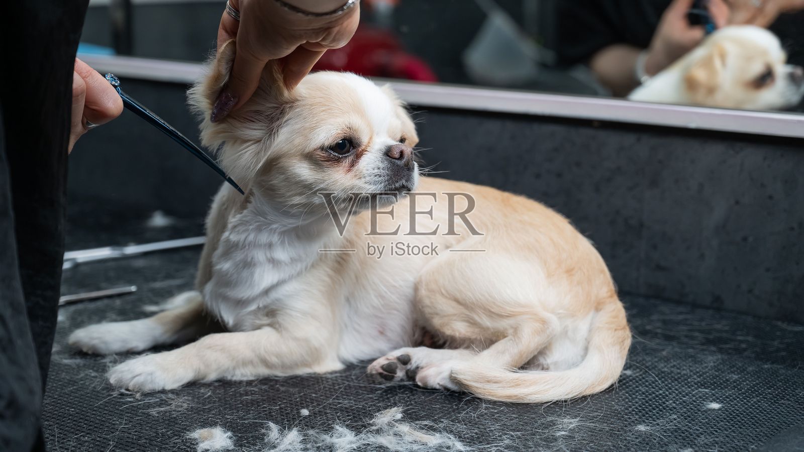 女人在美容院为可爱的短毛吉娃娃剪毛。照片摄影图片