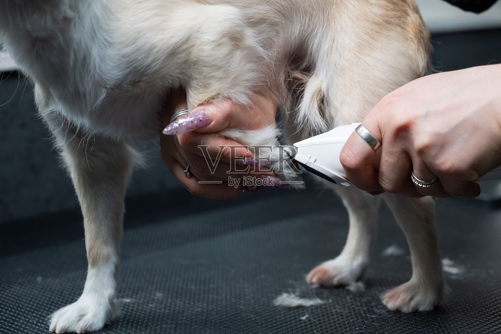 美容师在美容沙龙为一只吉娃娃修剪爪子的毛发。搞笑的装饰性狗狗。照片摄影图片