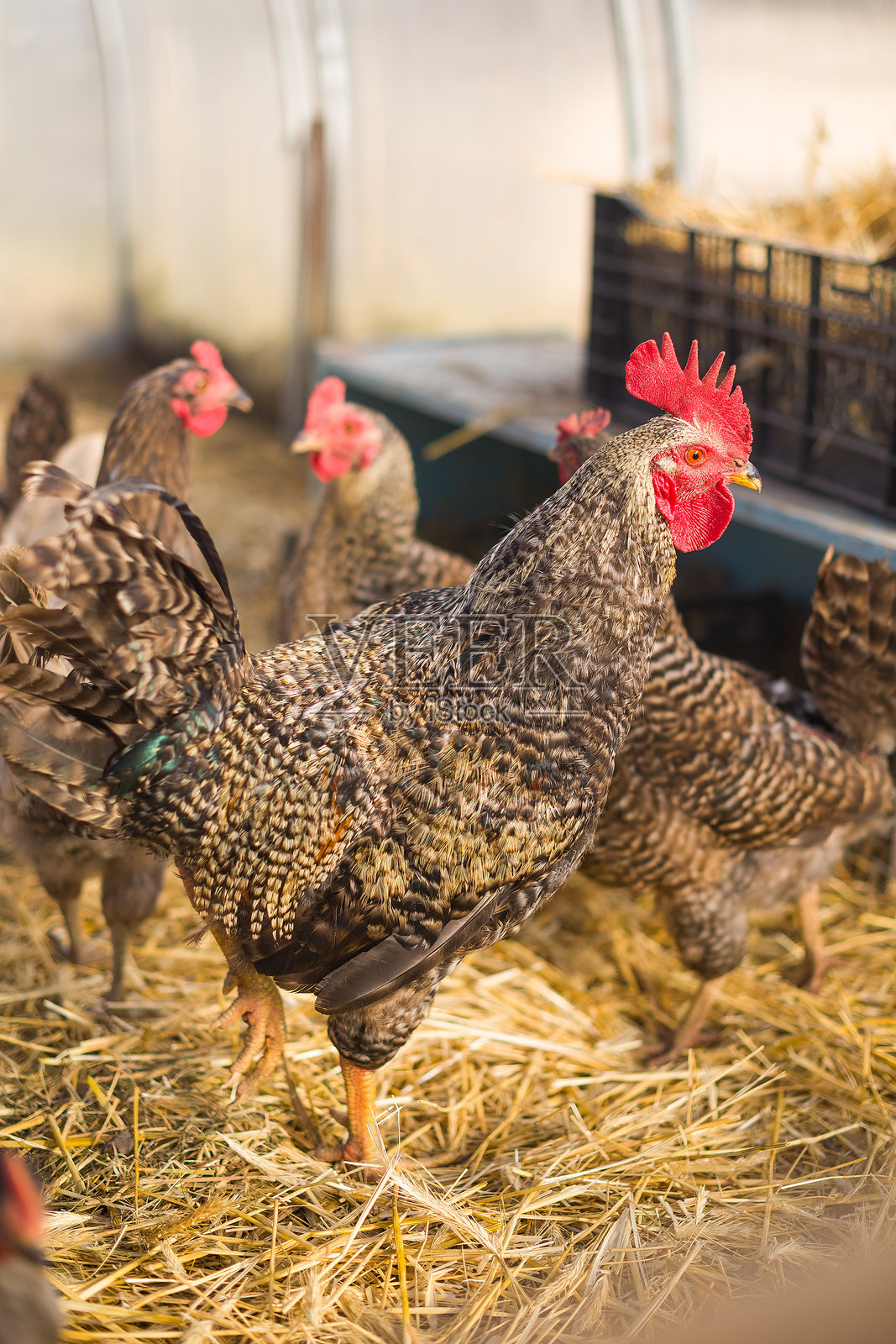 色彩斑斓的鸡特写照片摄影图片