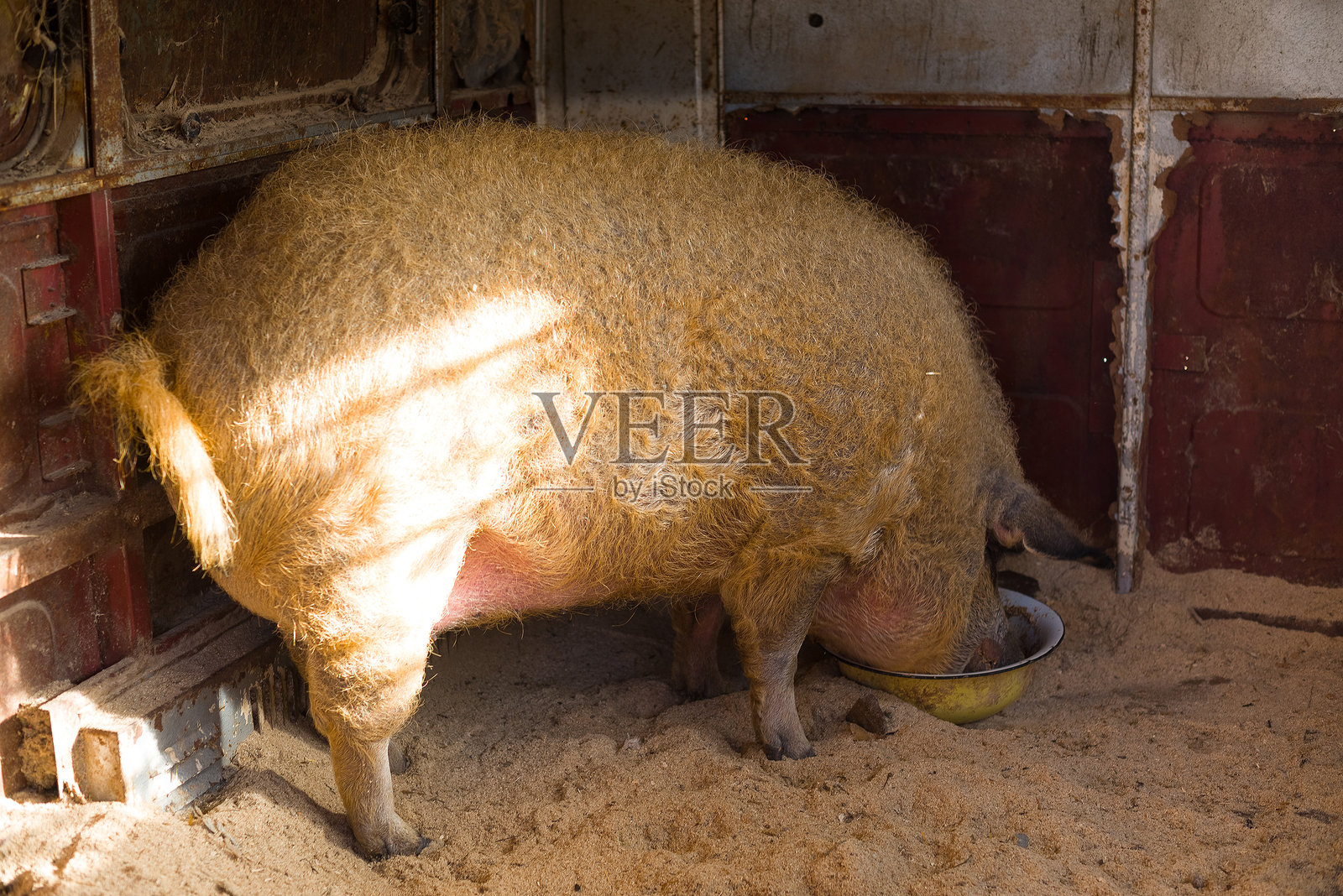 匈牙利猪在吃食物照片摄影图片