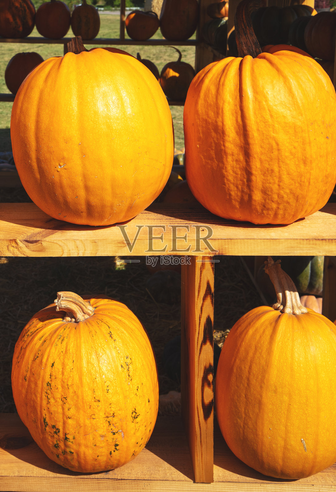 南瓜屋木板上的南瓜排成行。万圣节、感恩节、秋季丰收背景照片摄影图片