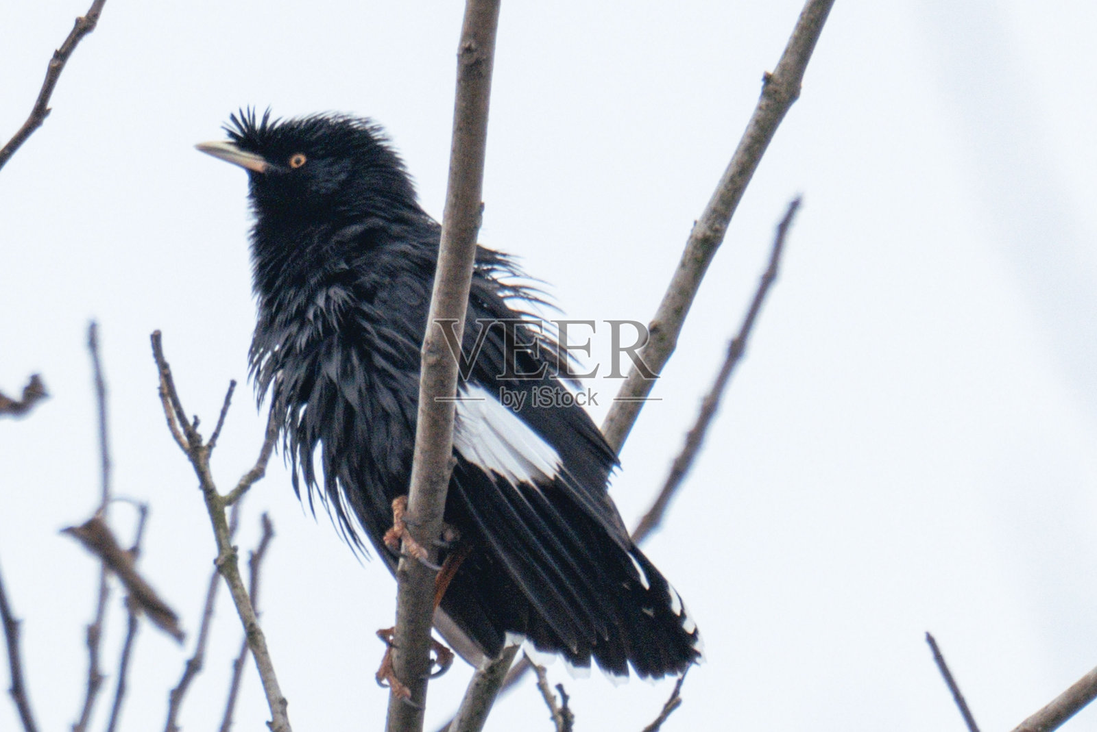 八哥照片摄影图片