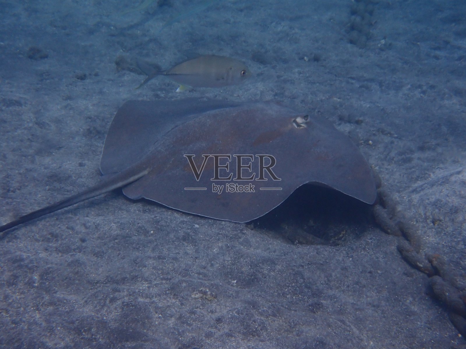 鞭鳐照片摄影图片