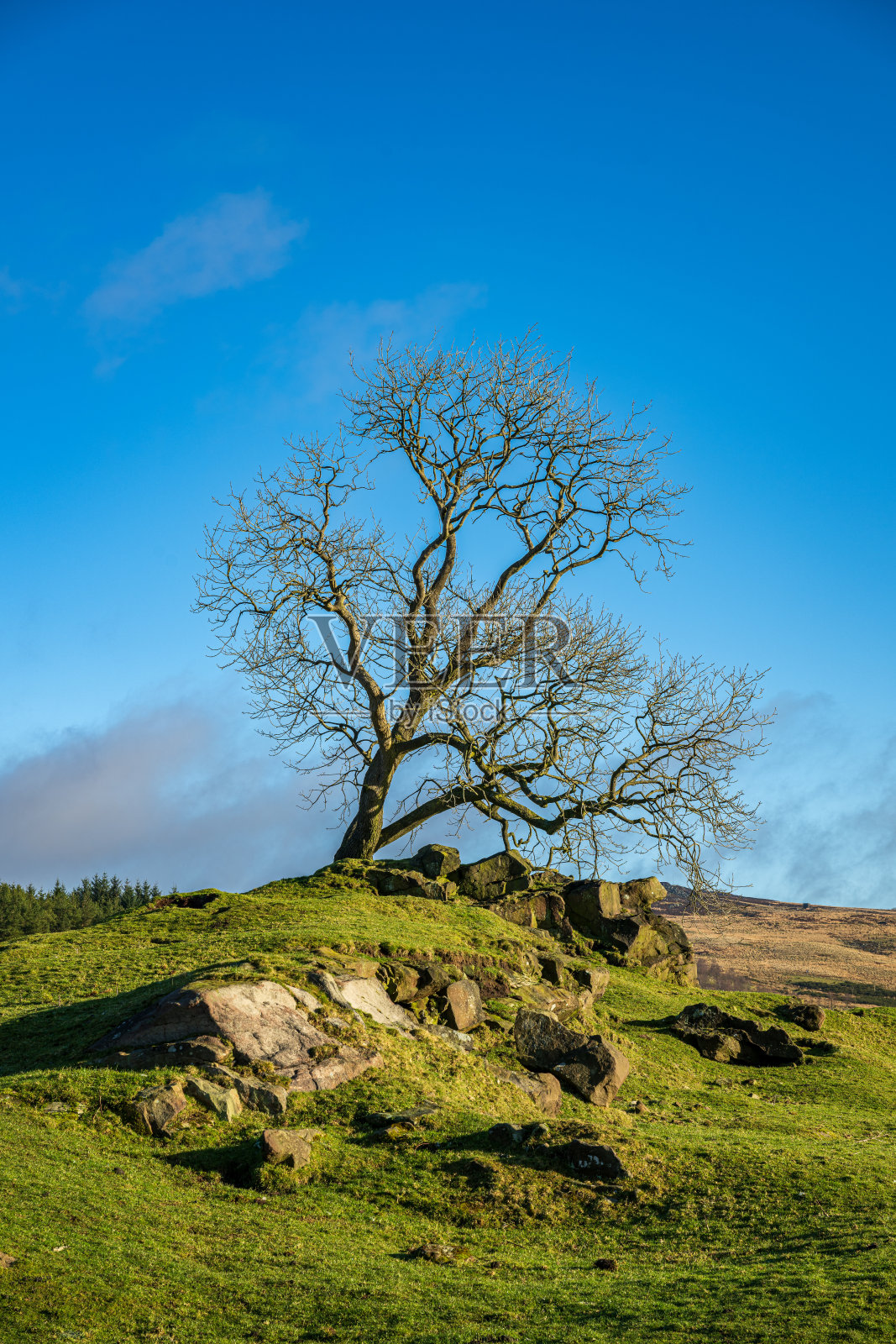 一棵孤独的树，俯瞰斯塔福德郡峰区的莫里奇。照片摄影图片