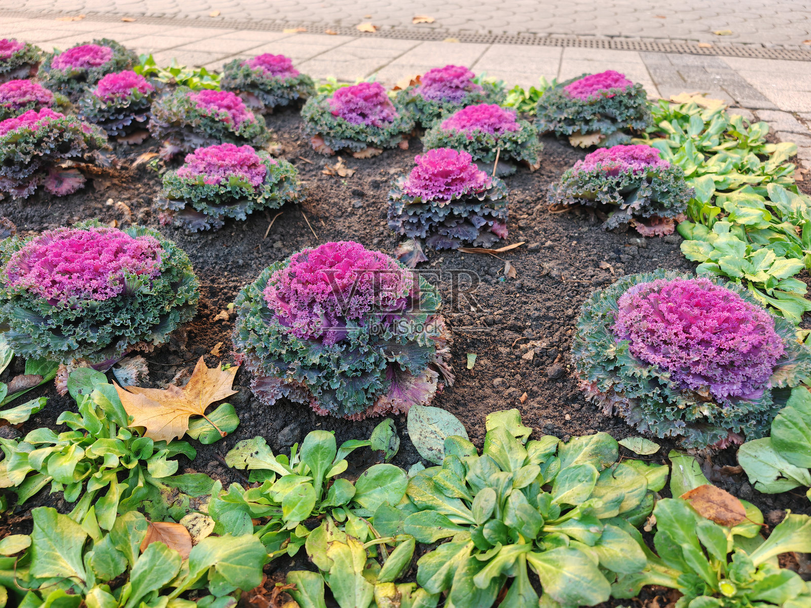 大阪粉色。开花甘蓝。甘蓝菜。照片摄影图片