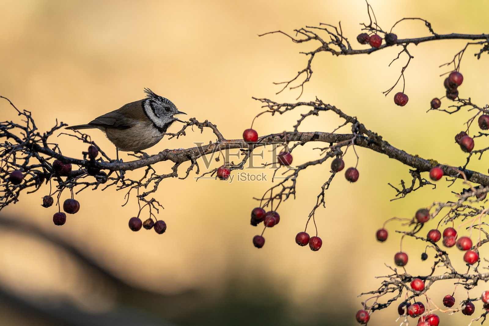 白头鹎栖息在树枝上，周围有红色浆果，沐浴在自然光中照片摄影图片