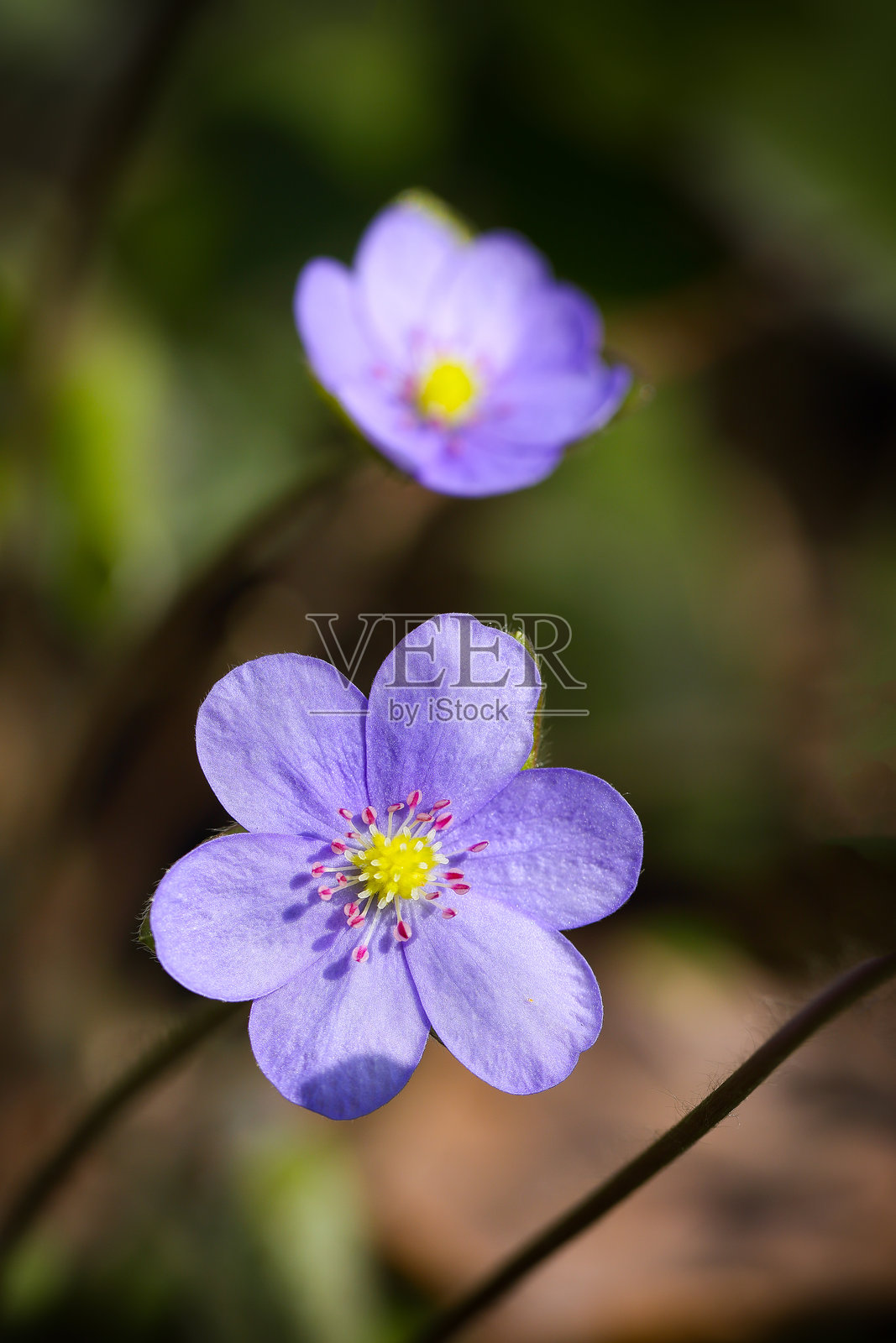 美丽的圆叶肝花景观。照片摄影图片