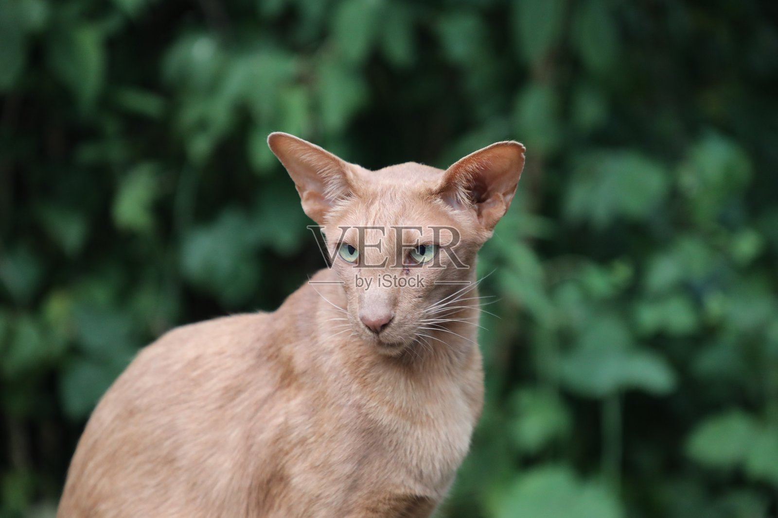 与猫咪的愉快相遇照片摄影图片