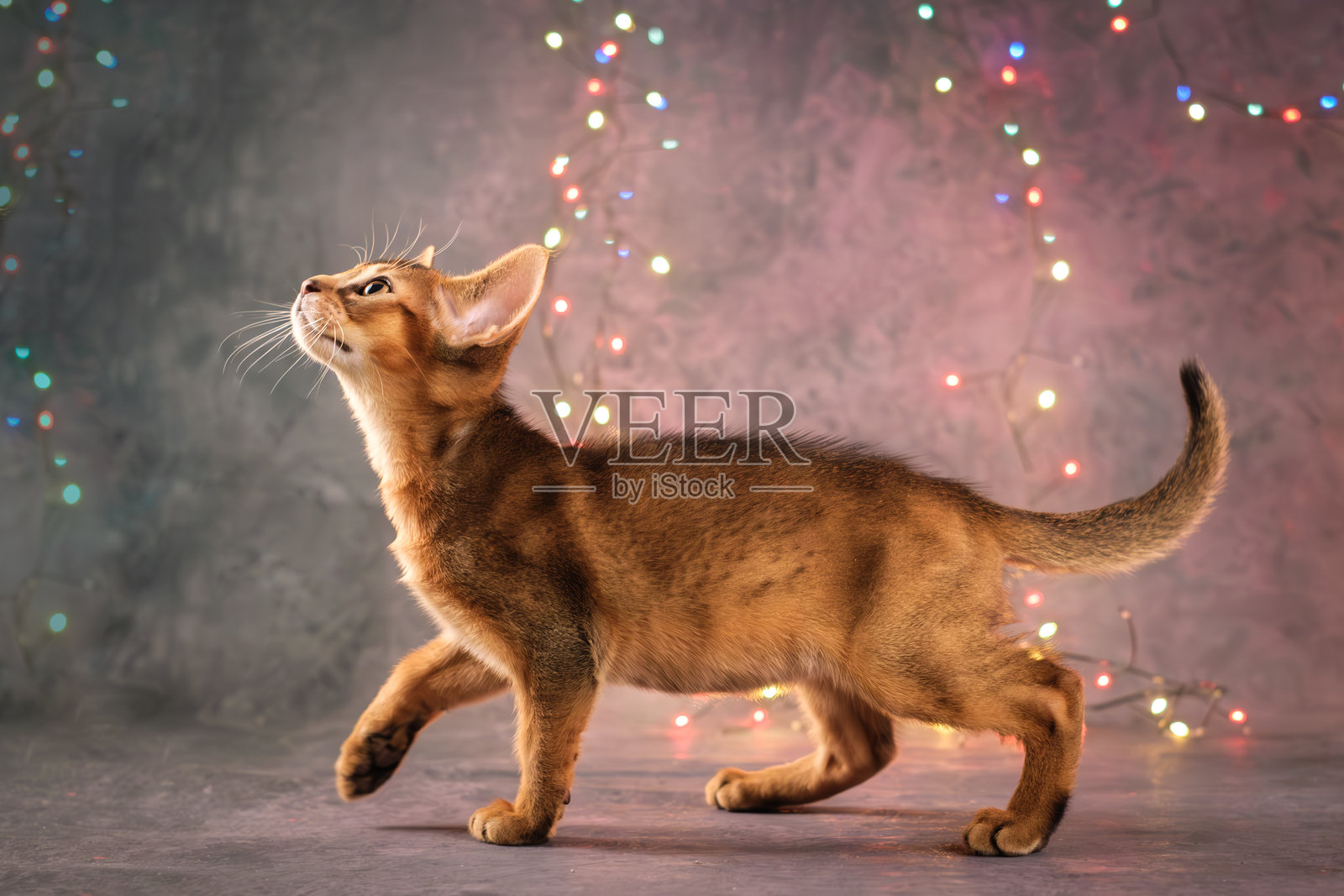 美丽的红色小猫，肖像。阿比西尼亚猫在玩花环。照片摄影图片