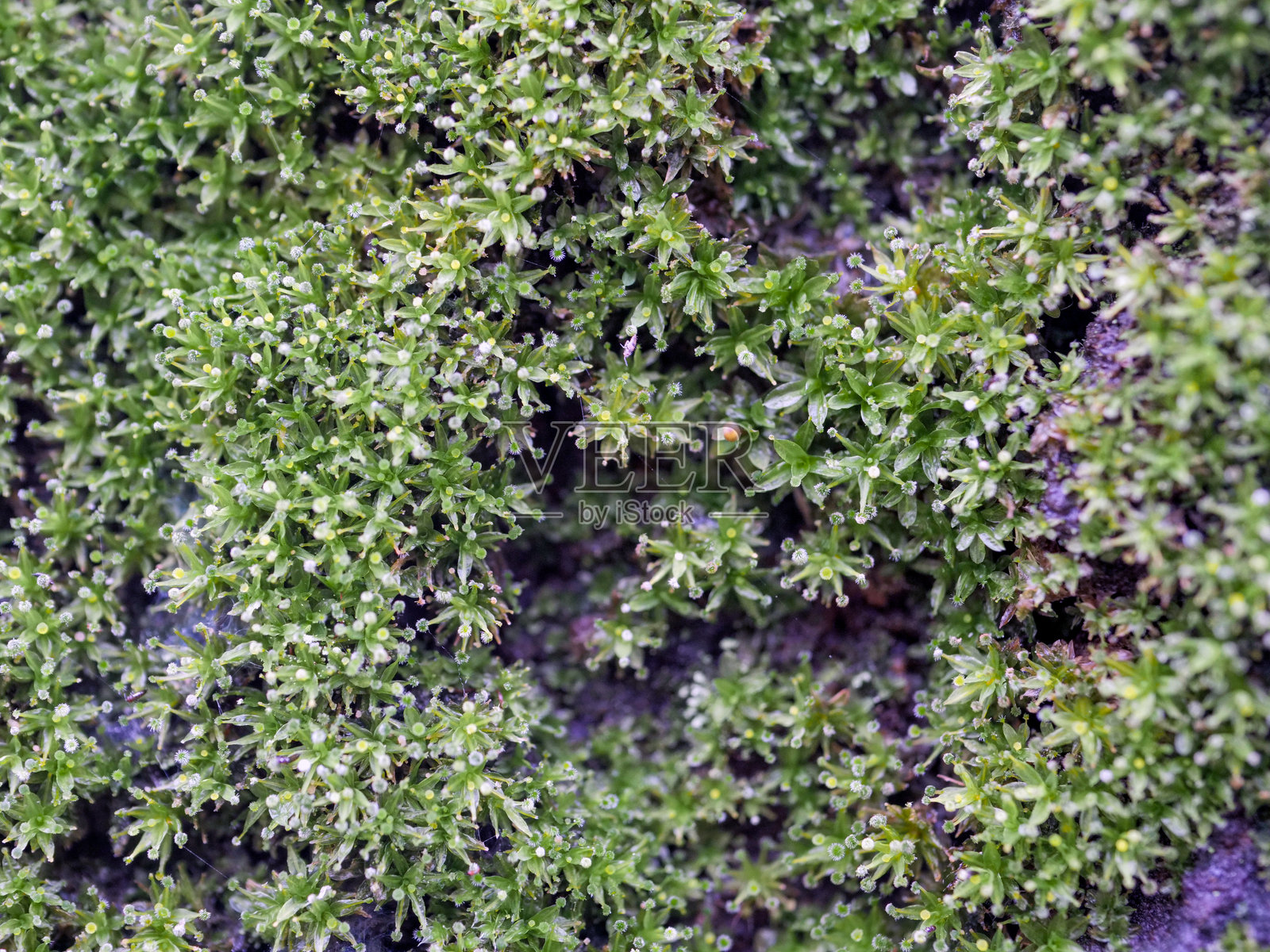 森林中树桩上的绿色苔藓。照片摄影图片