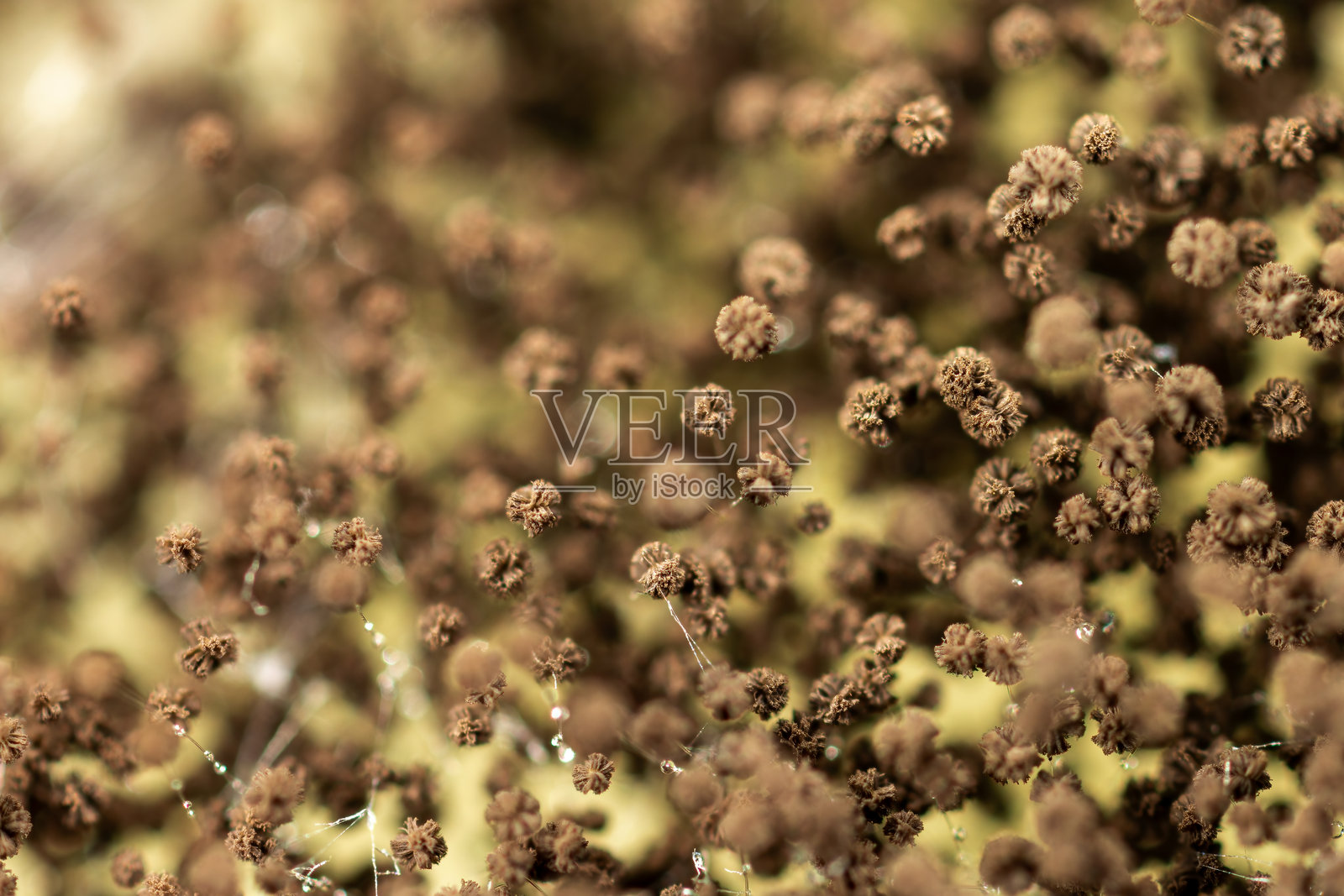 实验室显微镜下的细菌和霉菌背景。照片摄影图片