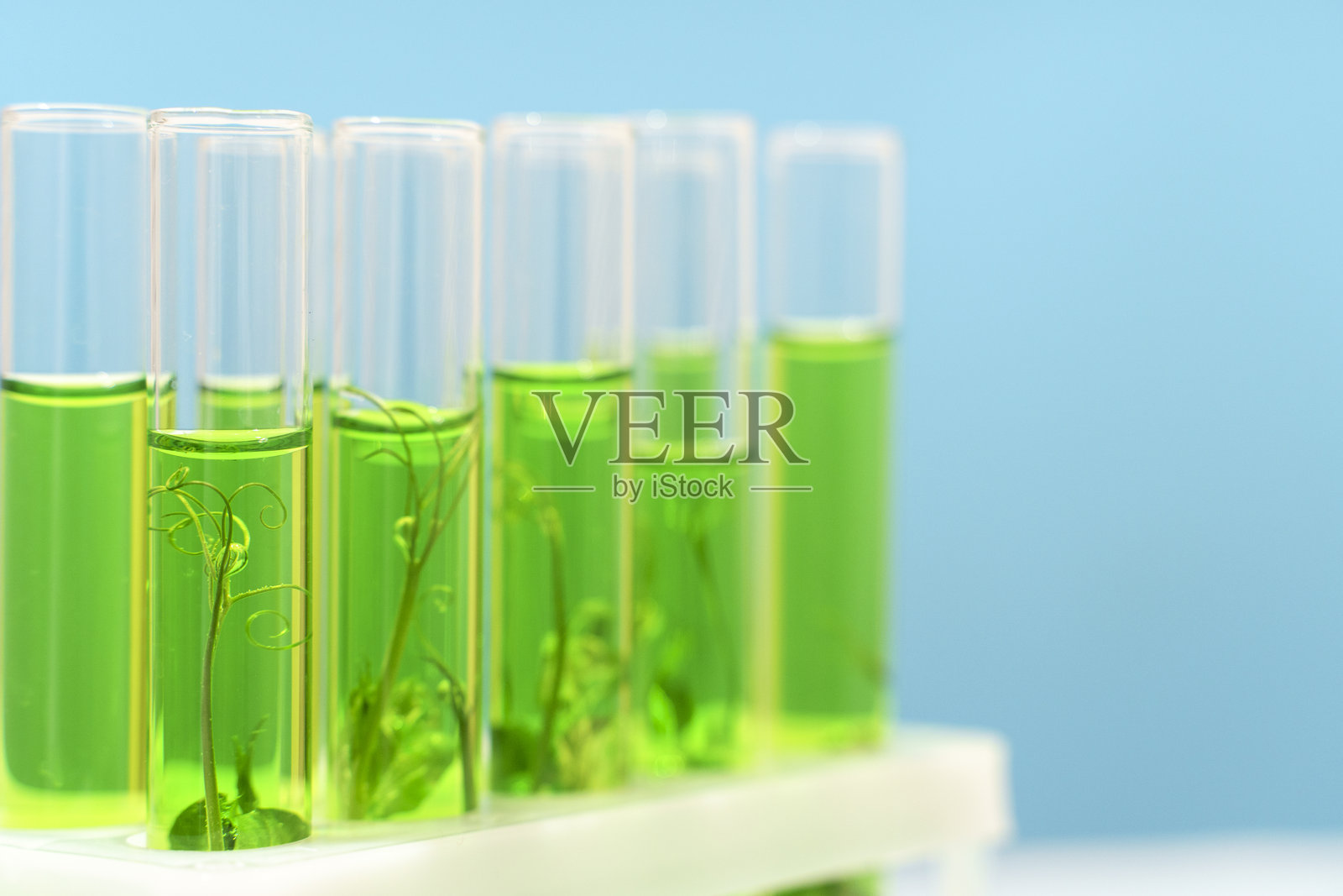 生物技术实验室。试管中的植物芽。科学实验室与生物工程。照片摄影图片