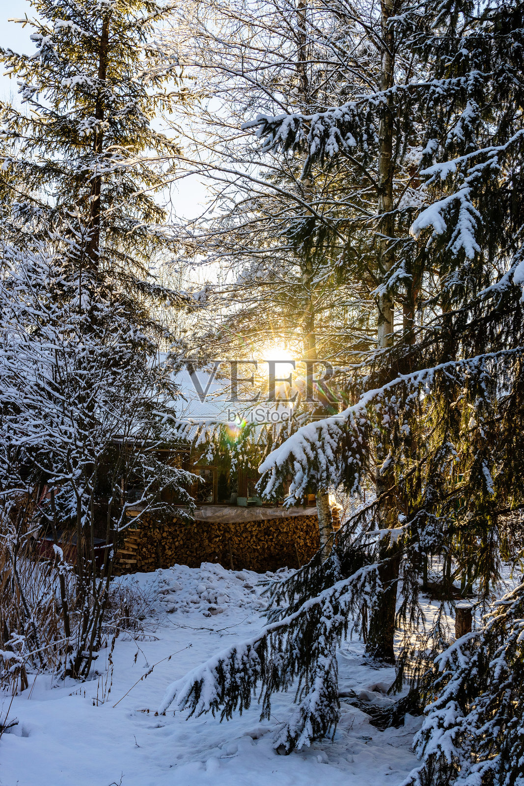 阳光透过雪覆盖的冷杉树枝照片摄影图片