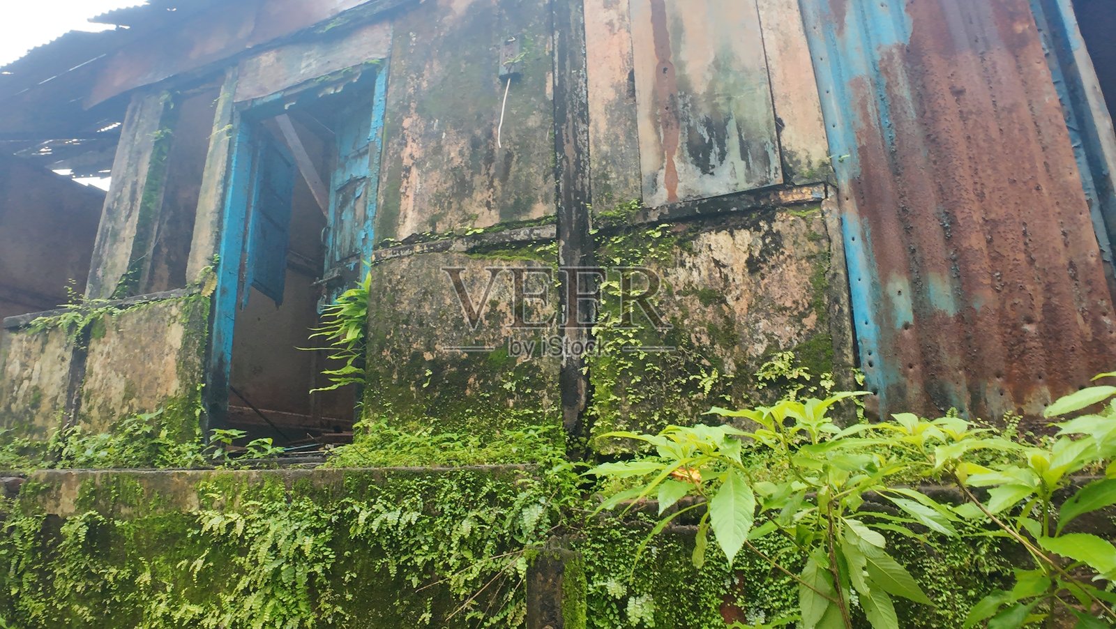 一座被茂密杂草覆盖的破旧建筑照片摄影图片