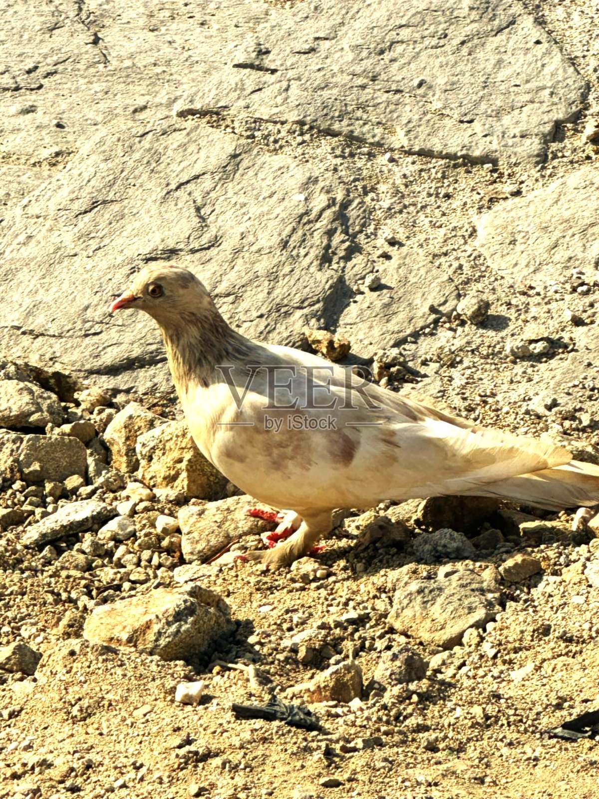 孤独的鸽子在岩石景观中照片摄影图片