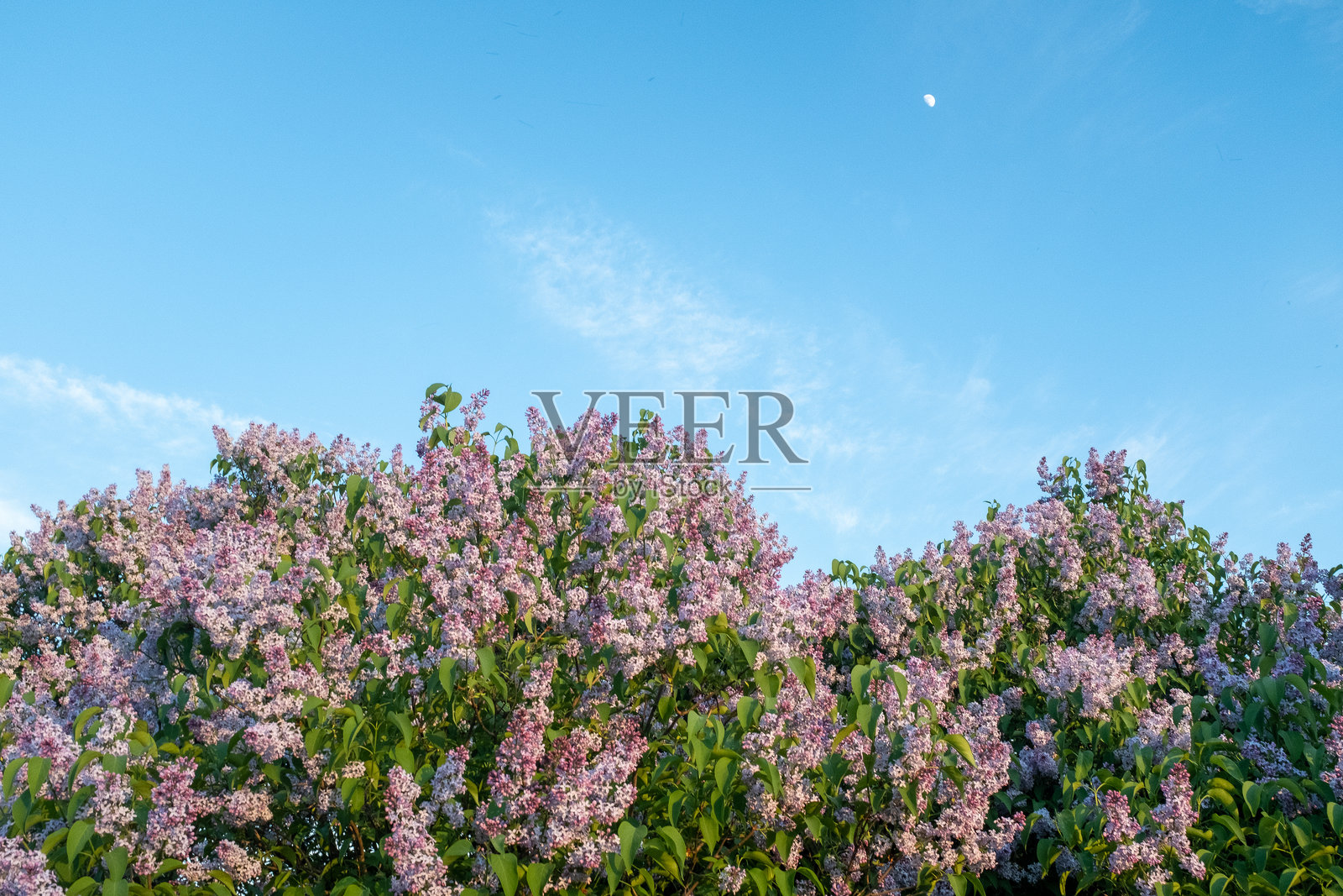 美丽盛开的紫丁香灌木在蓝天背景下。春季花园中新鲜的紫丁香花，适合用作屏幕保护程序、壁纸、出版物、海报、日历、横幅、封面和网站。照片摄影图片