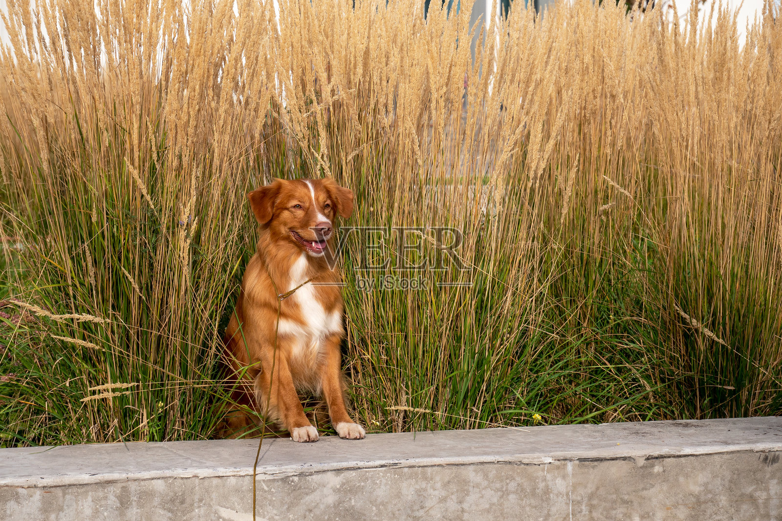 一只姜色狗在高草中肖像。狗在散步。一只宠物摆姿势。照片摄影图片