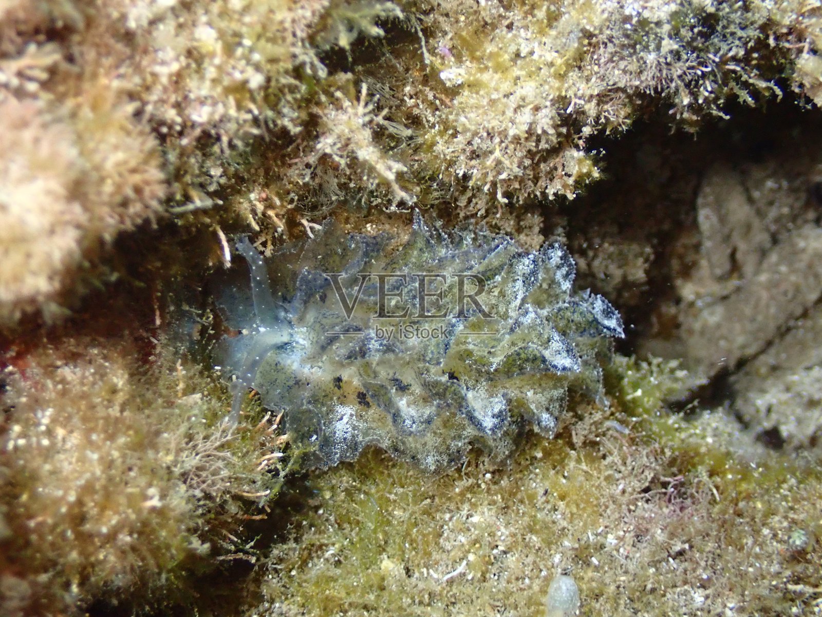 海兔照片摄影图片