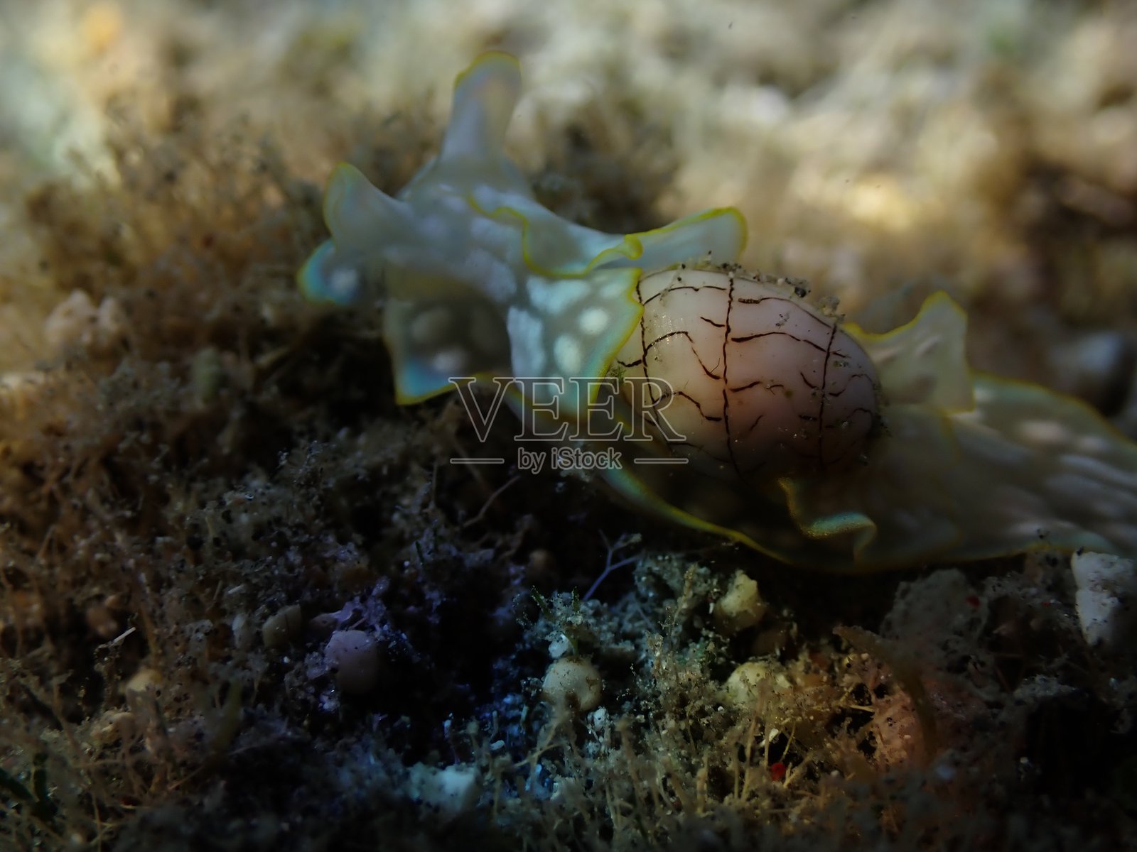 海兔照片摄影图片