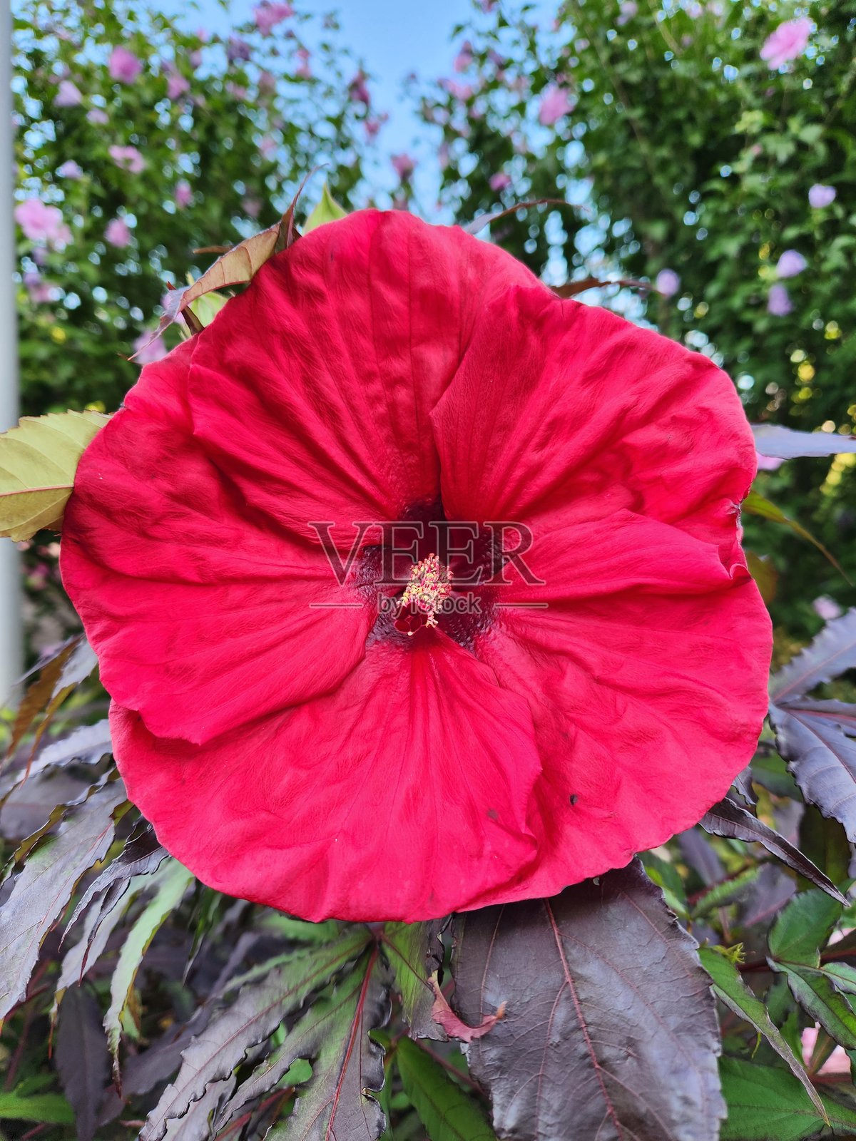 大型红色木槿花照片摄影图片