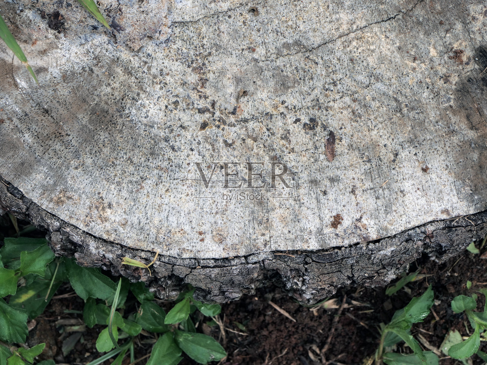 地面上的木树桩，上面有白蚁。照片摄影图片