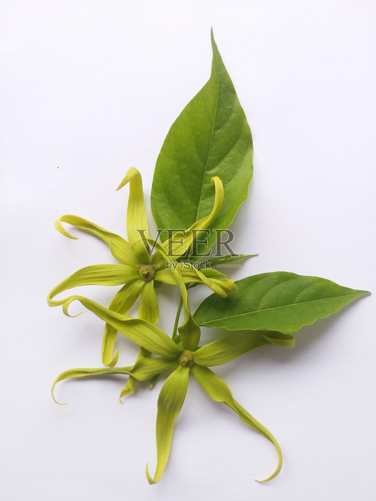 依兰依兰花或香榧香水树在白色背景上照片摄影图片